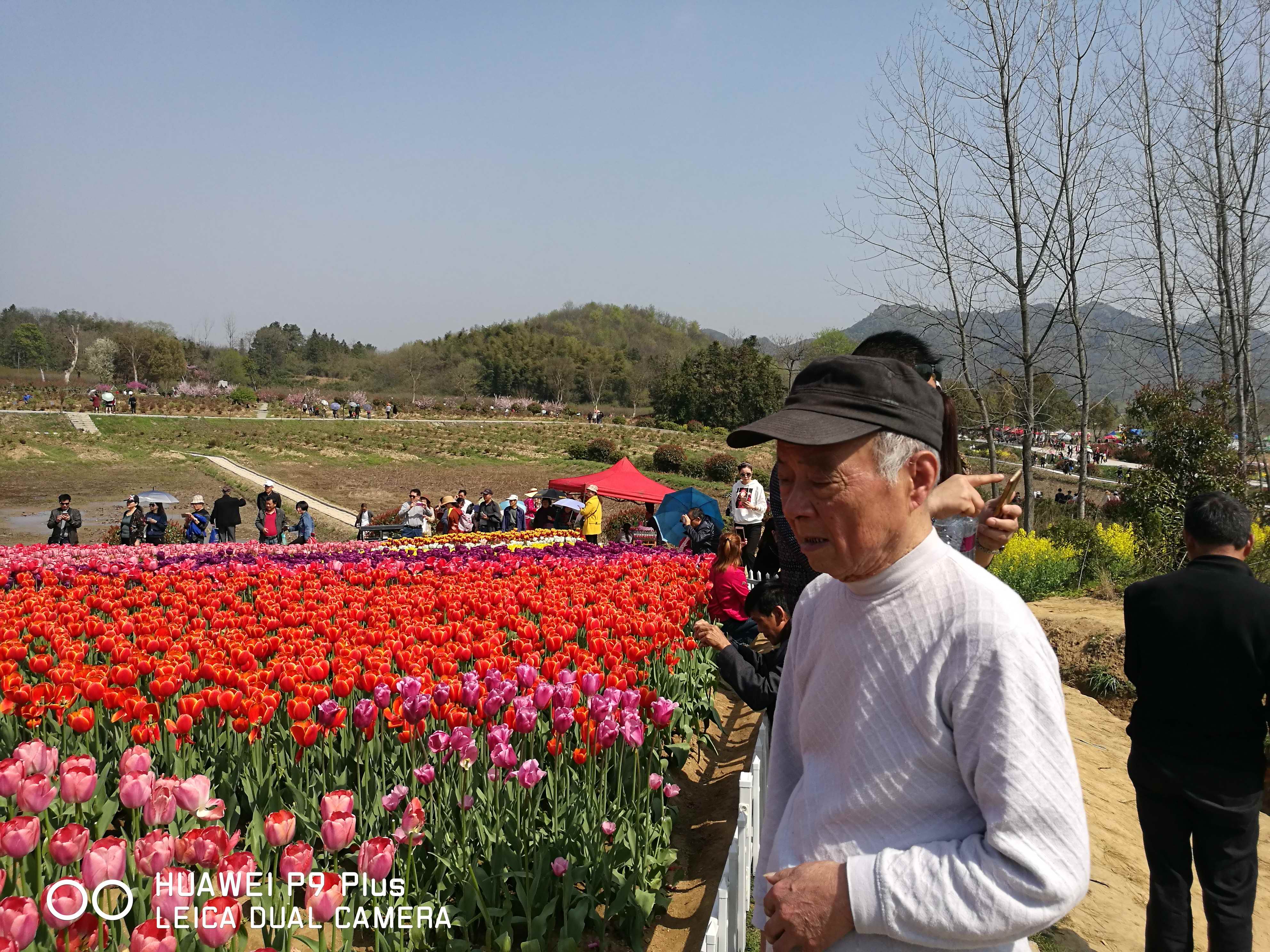 梧桐花谷 - 泊山客 - 欢欢家庭博客