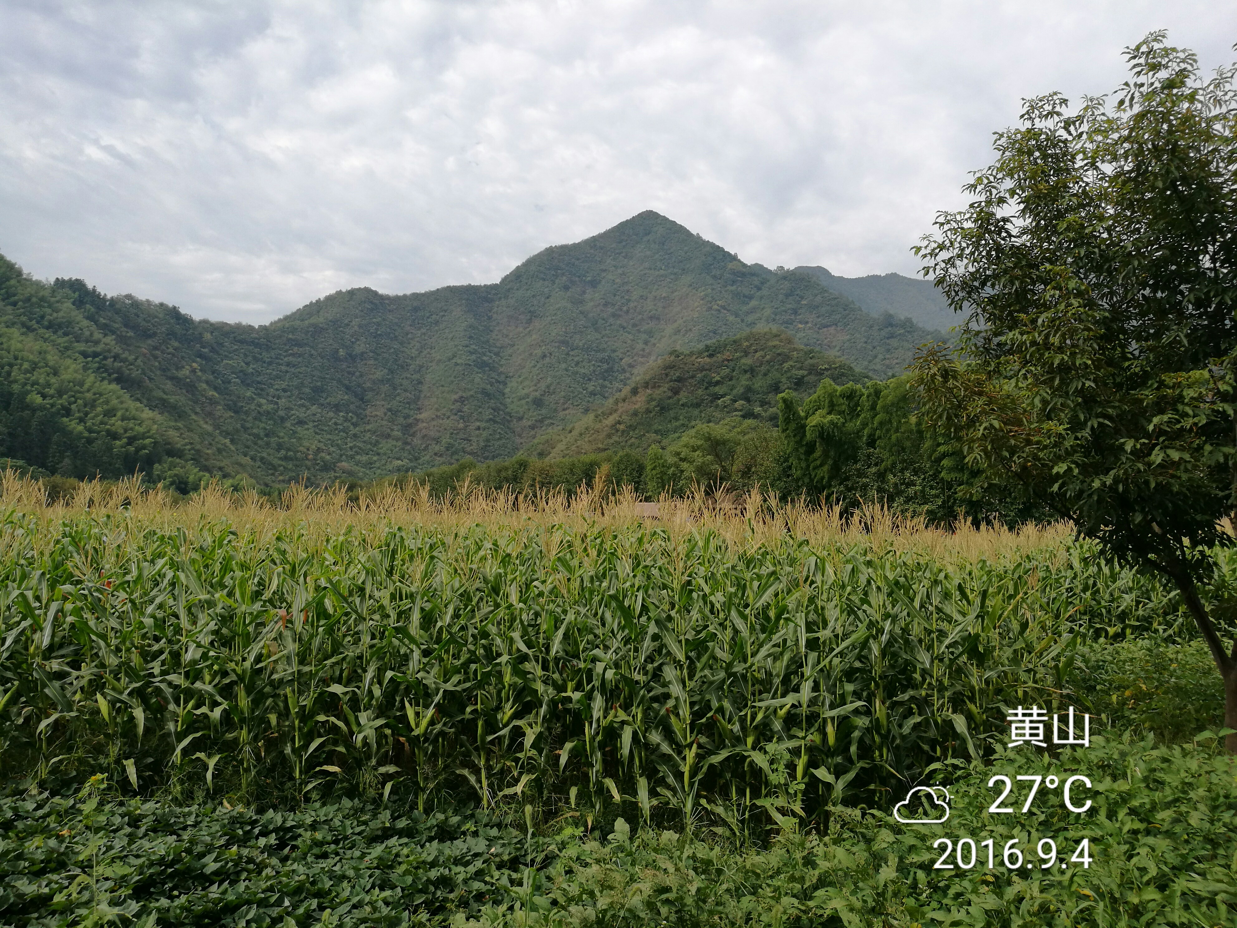 杨家寨 - 泊山客 - 欢欢家庭博客