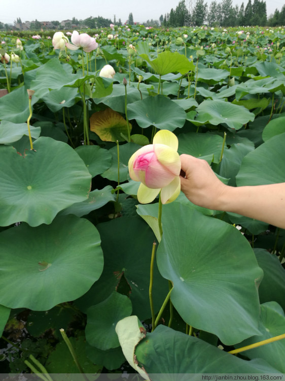 荷花塘 - 泊山客 - 欢欢家庭博客