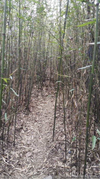 爬清凉峰 - 泊山客 - 欢欢家庭博客