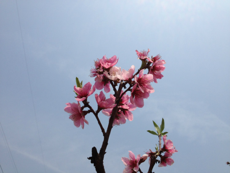 石涧桃花 - 顺其自然 - 欢欢家庭博客 石涧桃花 - 顺其自然 - 欢欢家庭博客