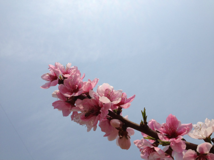 石涧桃花 - 顺其自然 - 欢欢家庭博客 石涧桃花 - 顺其自然 - 欢欢家庭博客