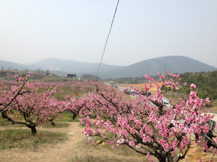 石涧桃花 - 顺其自然 - 欢欢家庭博客 石涧桃花 - 顺其自然 - 欢欢家庭博客